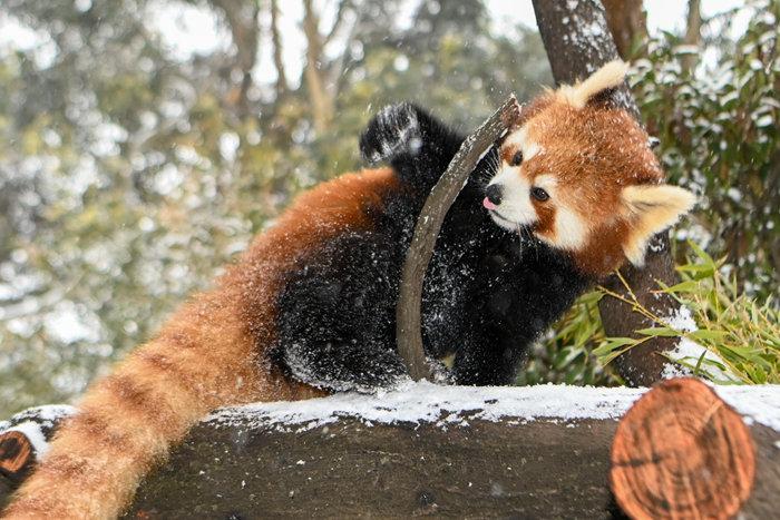 “春城”昆明迎降雪 動物縱享雪趣