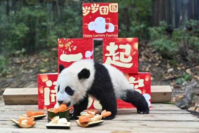 “妹豬”樂享特制“元宵大餐”