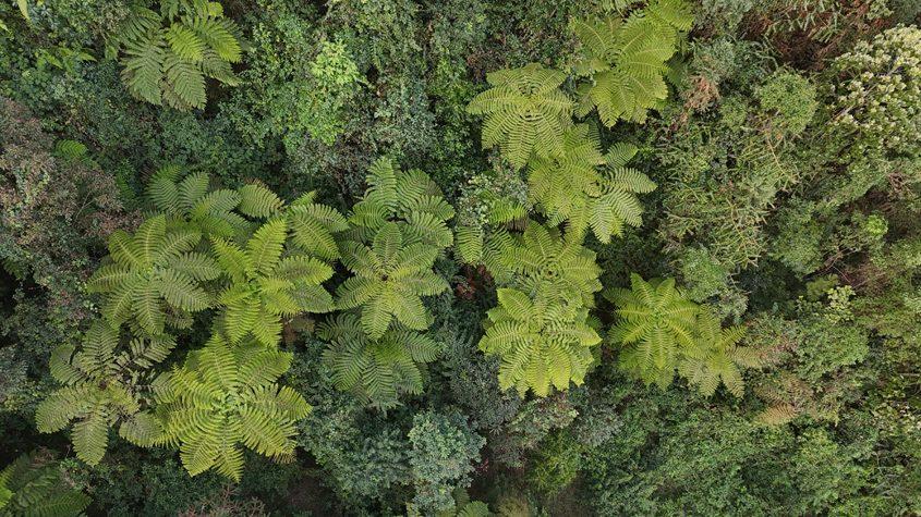 植物“活化石”桫欏枝頭抽新綠