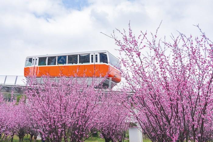 纜車穿梭“粉色花?！?宛若進入童話世界 