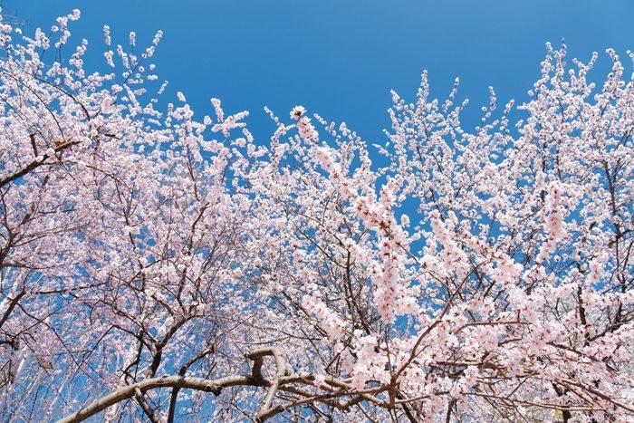 北京十里堡山桃花綻放吸引市民拍照打卡